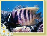 229-Six-banded Angellfish (pomacanthus sexstriatus)